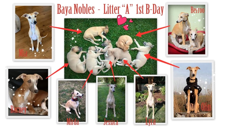 Litter A 1st B Day